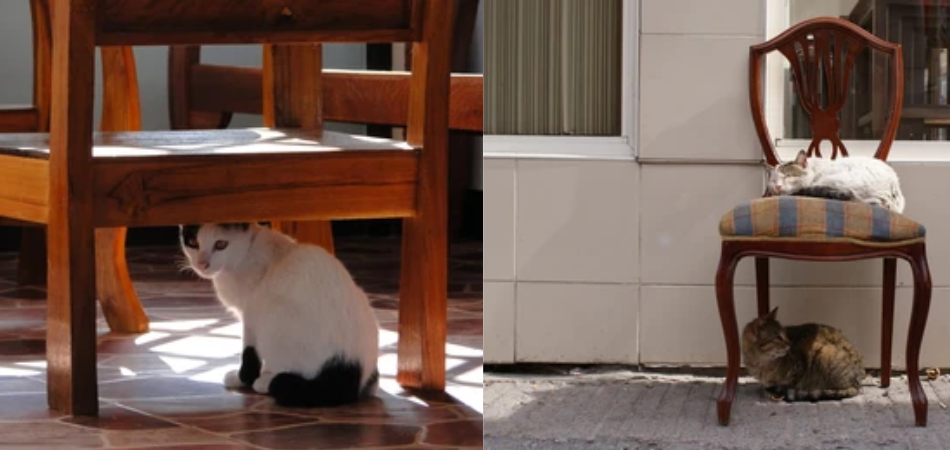 Why Does My Cat Sit Under My Chair